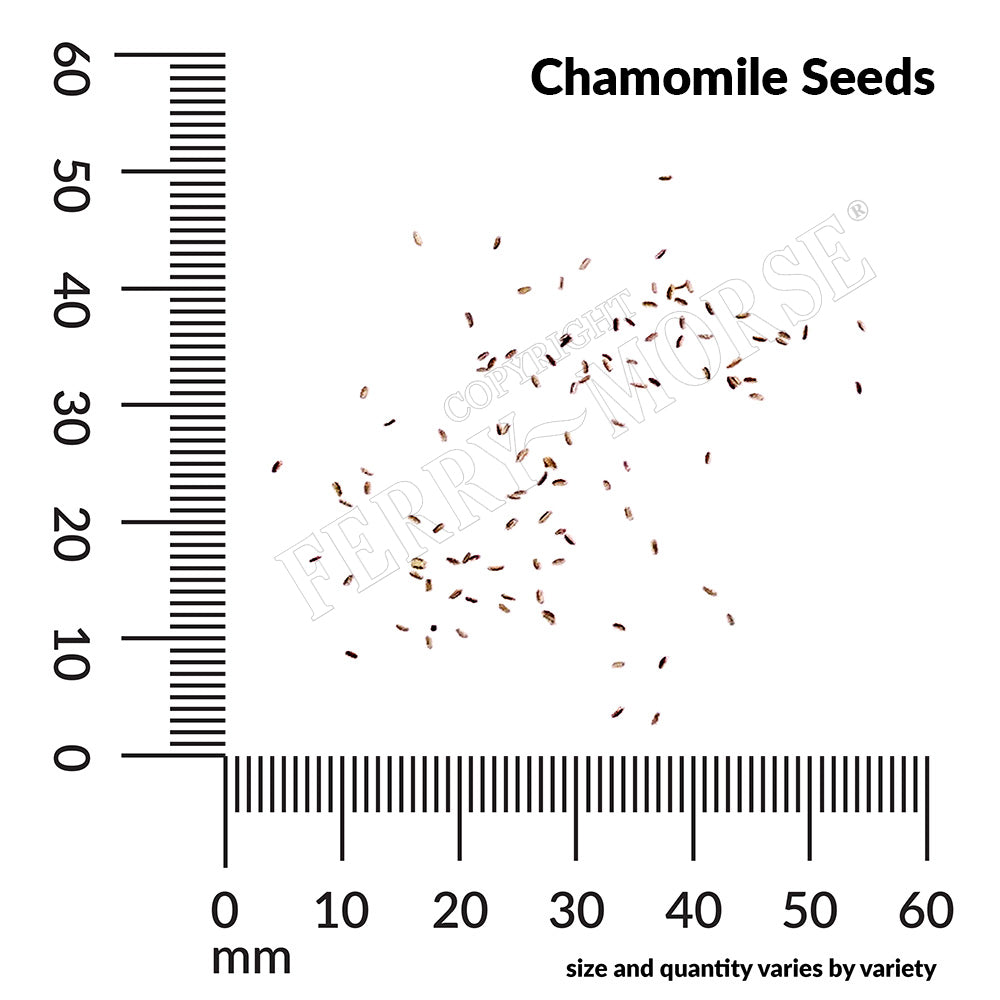 Chamomile seed spill and measurements